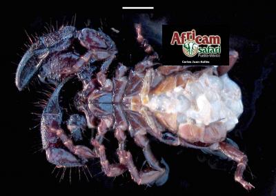 Bacteremia Acinetobacter lwoffi y Bordetella avium