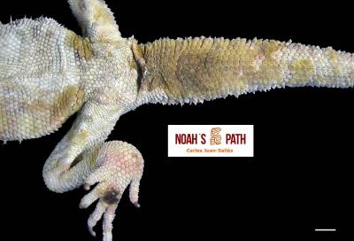 Dermatitis granulomatosa fúngica CANV-like