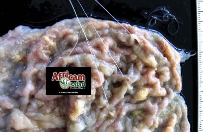 Ingluvitis proliferativa, capillariasis