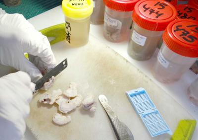 Tallado de muestras para histopatología