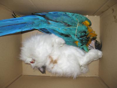 Cadáveres remitidos sin refrigeración, historial, aviso previo ni bolsas/recipientes herméticos