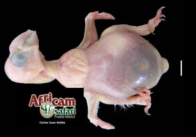 Hidroceloma - mortalidad neonatal por Pseudomonas aeruginosa