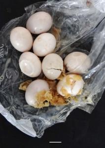 Huevos rotos por ausencia de protección