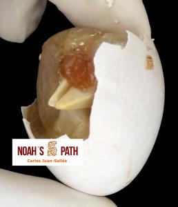 Cámara de aire desplazada a lateral