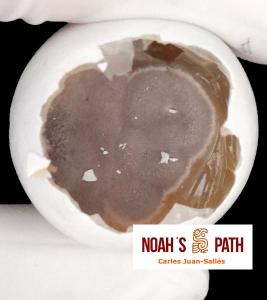 Infección fúngica de membrana interna de la cáscara