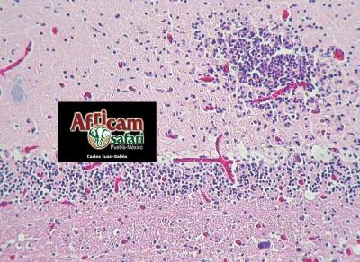 Encefalitis encefalitozoonosis (E. cuniculi)