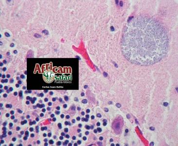 Encefalitozoonosis (E. cuniculi), encéfalo 