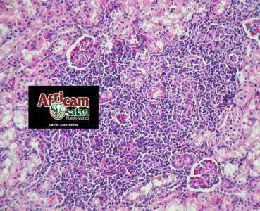 Nefritis, encefalitozoonosis (E. cuniculi)