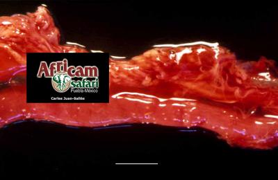 Besnoitiasis esofágica