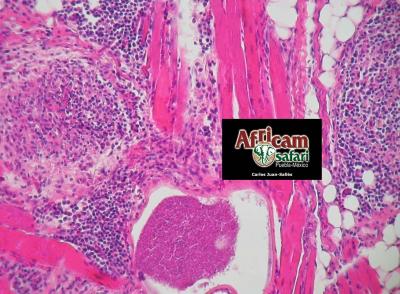 Glositis, besnoitiasis