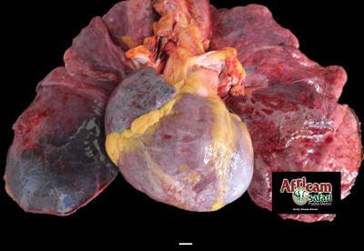 Cardiomiopatía dilatada de lado derecho