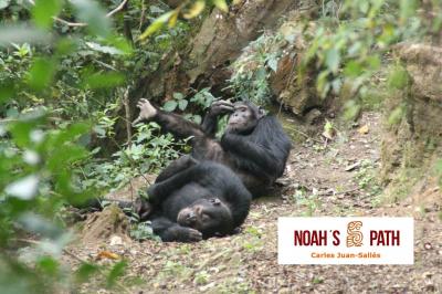 Chimpancés descansando