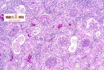Nefritis clamidofilosis - control de infecciones transmisibles en zoos, aviarios y centros de recuperación