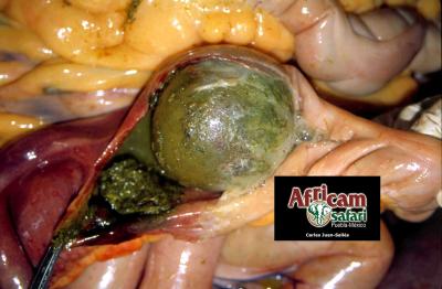 Enterolitiasis obstructiva - diagnóstico y control de enfermedades relacionadas con manejo