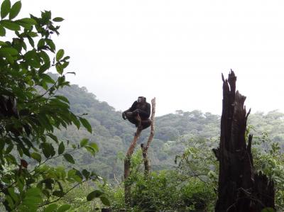 Chimpancé rehabilitado con el Western Peninsula National Park de fondo
