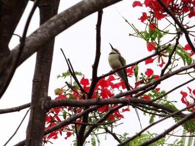 Abejaruco gorguiblanco (<i>Merops albicollis</i>)