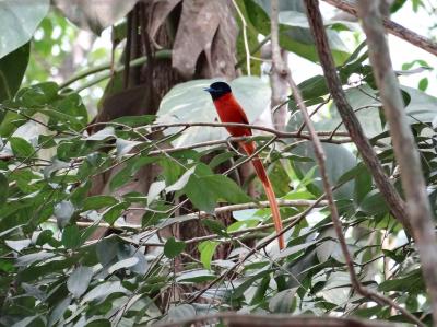 Monarca colilargo ventrirrojo (<i>Terpsiphone rufiventer</i>)