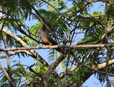 Paloma nuquibronceada (<i>Columba iriditorques</i>)