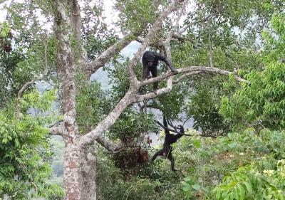 Chimpancés rehabilitados en instalaciones de semi-libertad en selva primaria