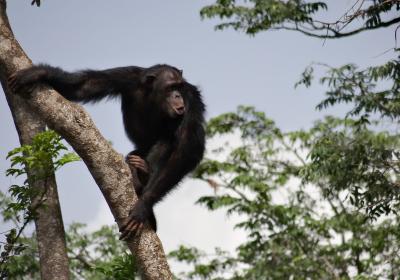 Chimpancé rehabilitado en instalación de semi-libertad