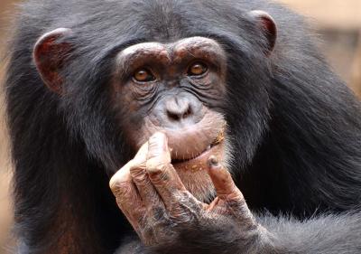 Chimpancé del Oeste rehabilitado en Tacugama