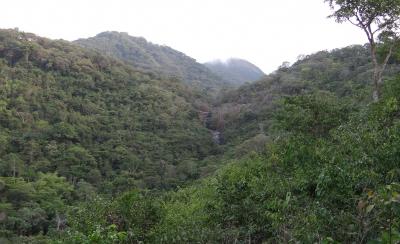 Selva primaria del Western Peninsula National Park adyacente a Tacugama