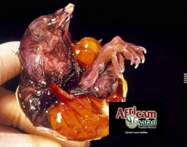 Malformación de saco vitelino con estrangulación patas y cuello