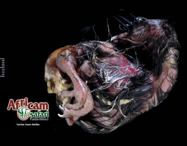 Malformación de saco vitelino con estrangulación pata derecha 