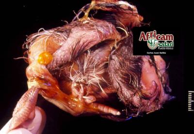 Malformación de saco vitelino con estrangulación pata derecha 