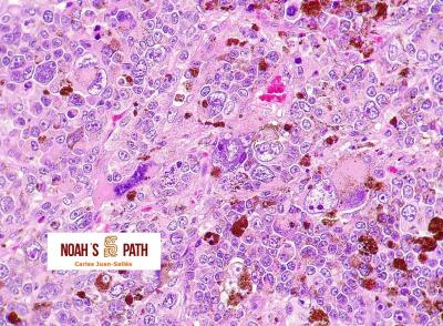 Melanoma con alta anaplasia en un conejo