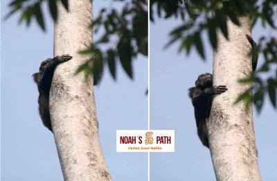 Patología aplicada a conservación de poblaciones saludables de póngidos