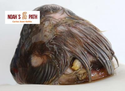 Embrión E46 no eclosionado malposición cabeza en polo opuesto al de cámara de aire