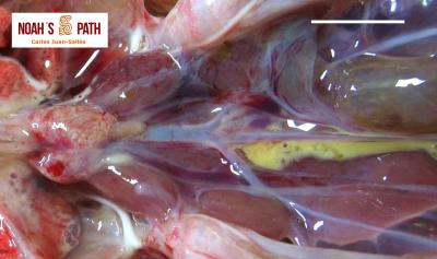 Adrenomegalia, estrés crónico