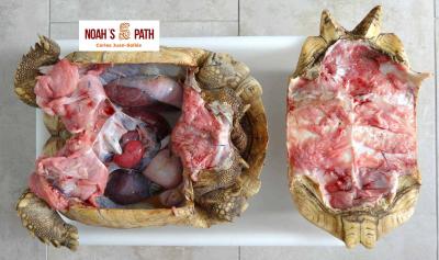 Apertura plastrón y cavidad celómica 