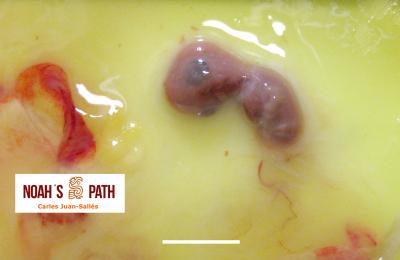 Embrión estadio E25-26 aproximadamente