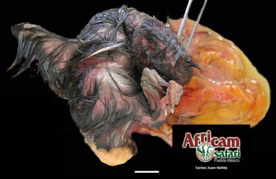 Malposición embrionaria (cabeza girada a izquierda, saco vitelino desplazado, MPDs entrecruzados)