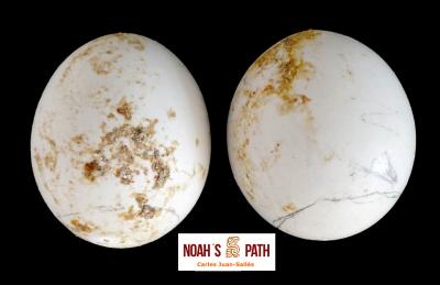 Variación morfológica en huevos de la misma puesta