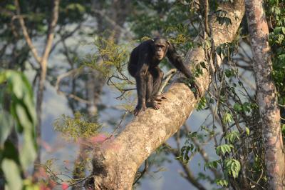 Chimpancé en un árbol