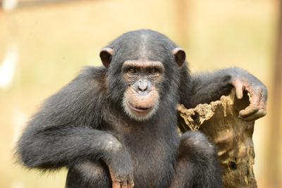 Chimpancé rehabilitado