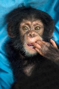 Cría de chimpancé en rehabilitación