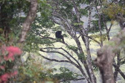 Chimpancé rehabilitado en los árboles del santuario
