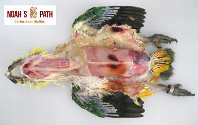 Diátesis hemorrágica, poliomavirus