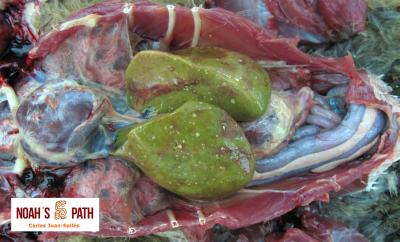 Hepatitis herpesvirus colestasis 