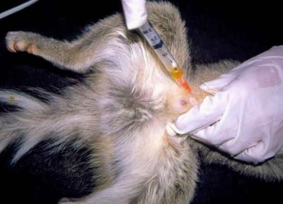 Cistocentesis para evaluación de leptospiruria 