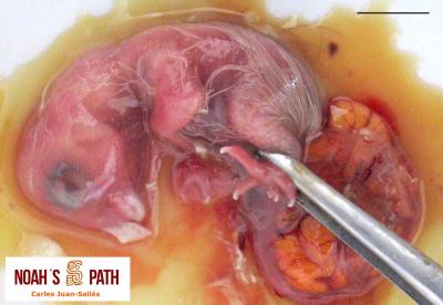 Embrión estadio E40 mínimo