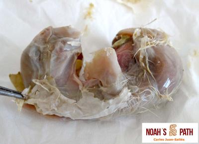 Embrión estadio E46_membrana interna opaca deshidratada adherida a embrión