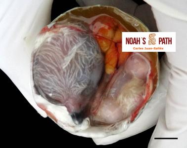 Malposición embrionaria - diagnóstico y prevención de mortalidad embrionaria en programas de cría