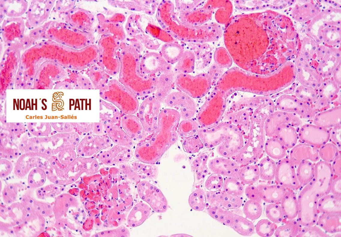 Galerías de imágenes