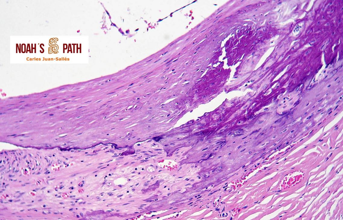 Galerías de imágenes