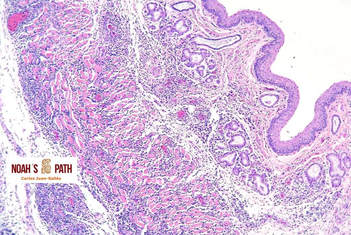 Galerías de imágenes